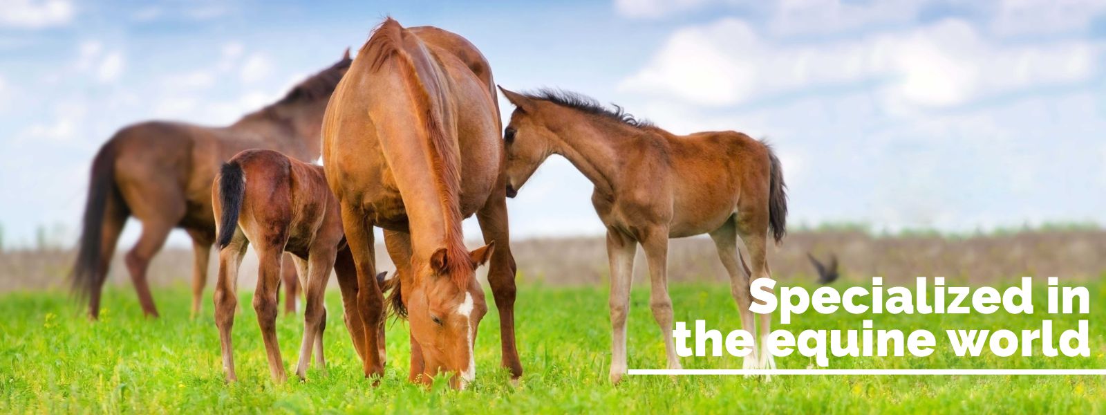 Equine