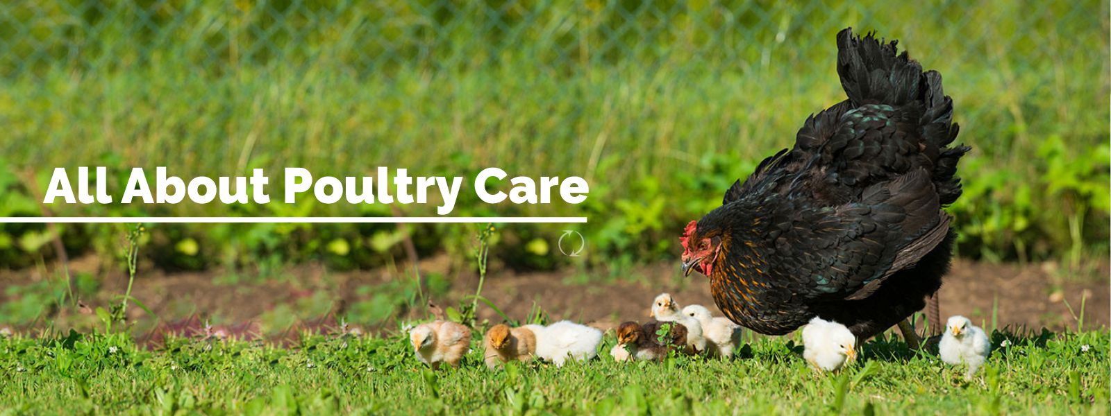 Poultry