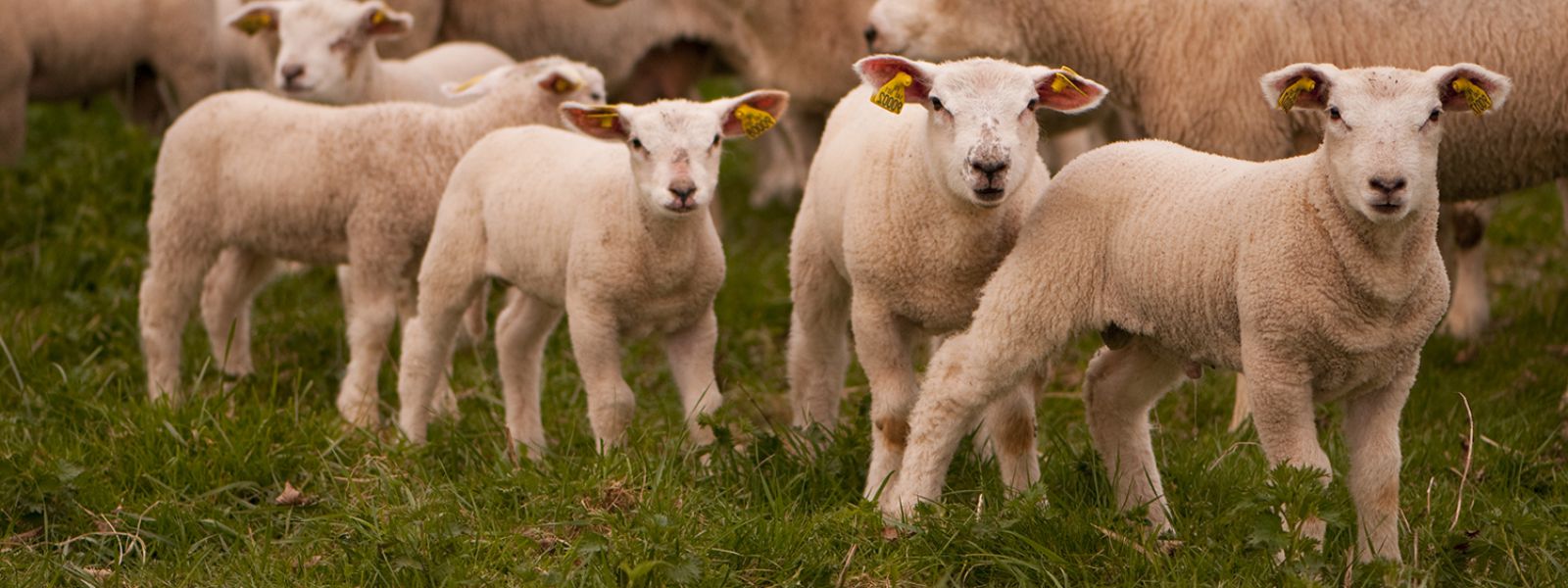 Ovine