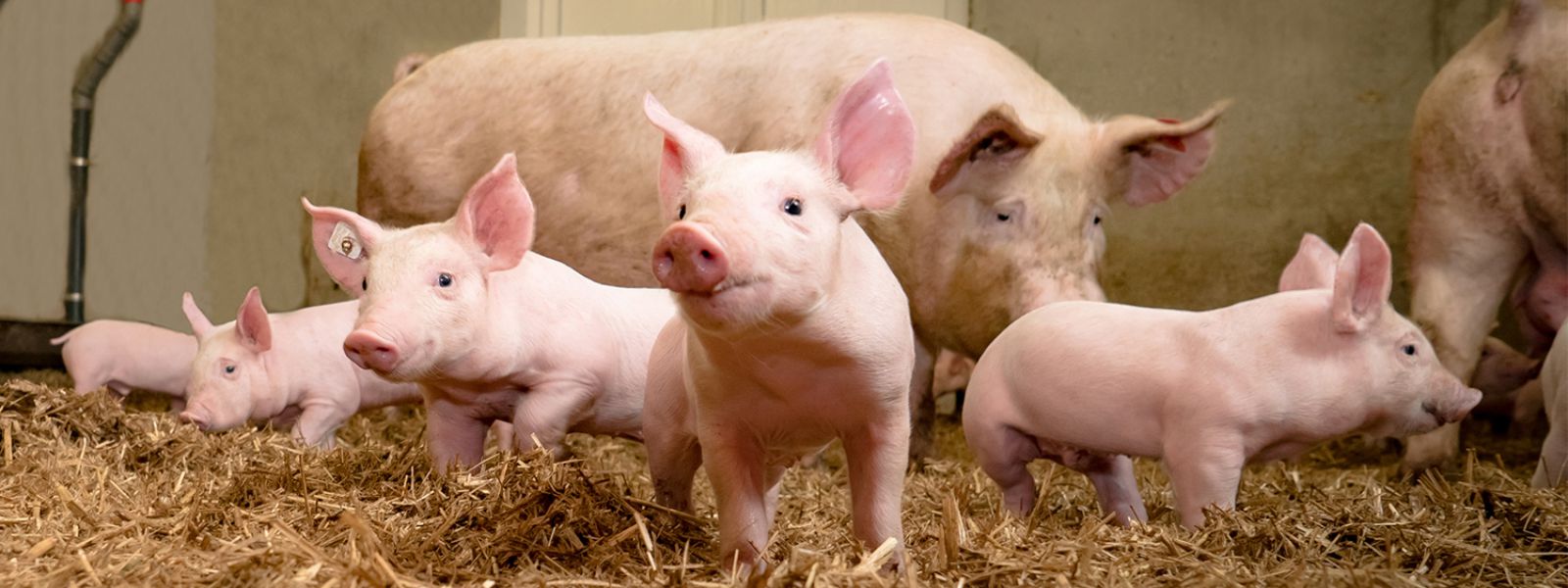 Swine